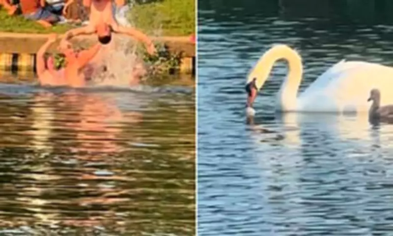 Sunseekers Turn Hampstead Heath Ponds into Beach Club, Endangering Swans