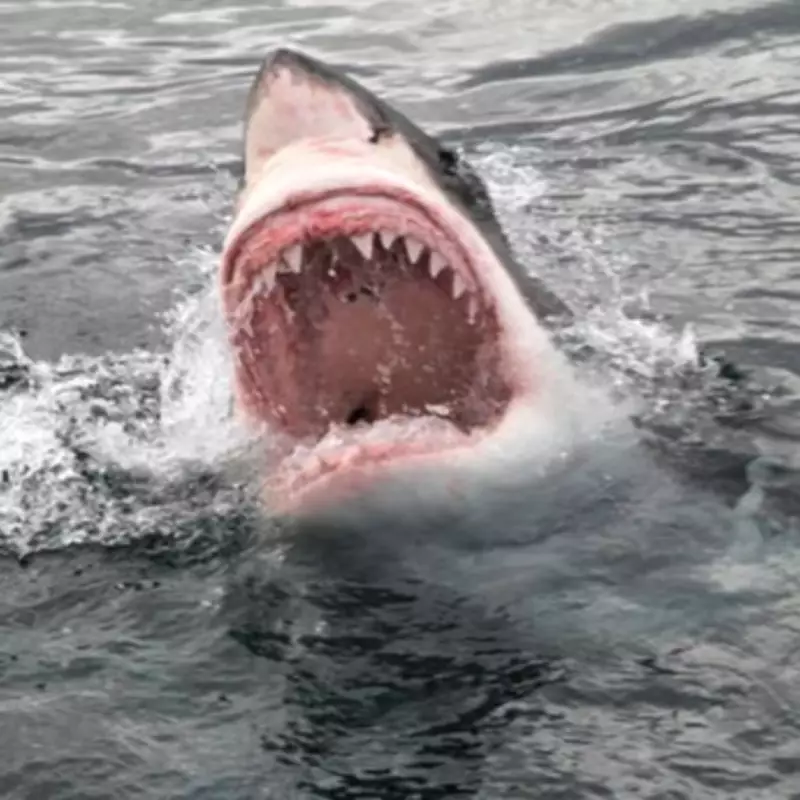 Swimmer Killed by 13ft Great White Shark in Perth Attack