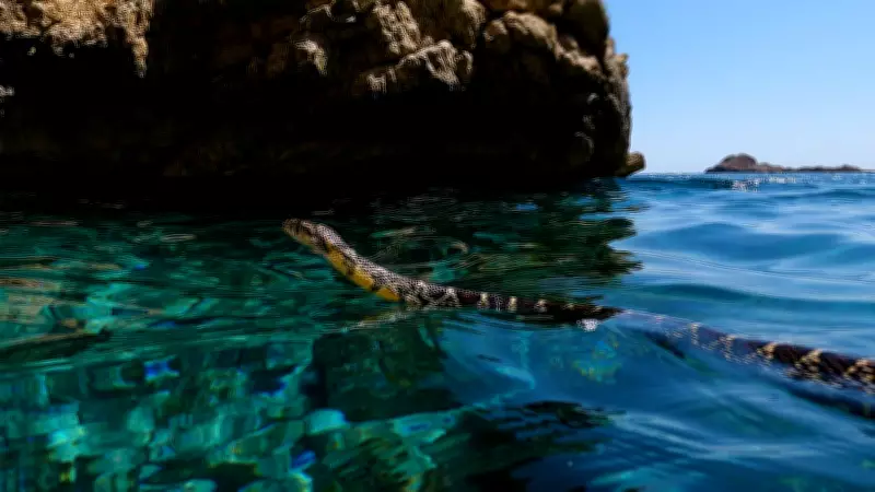 Swimming Snakes Threaten Ibiza's Endemic Lizards