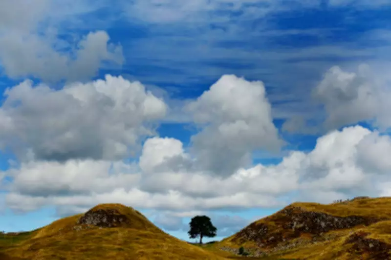 Sycamore Gap Tree to Live On Through National Trust Art Tribute
