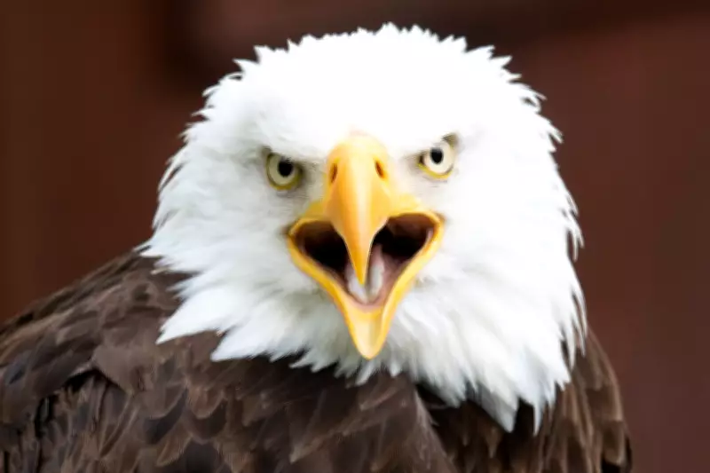 Texas Man Faces Prison for Killing American Bald Eagle