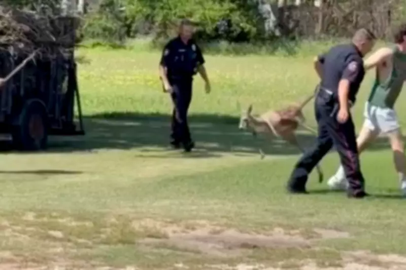 Texas Police Chase Escaped Kangaroo Through Neighborhood Streets
