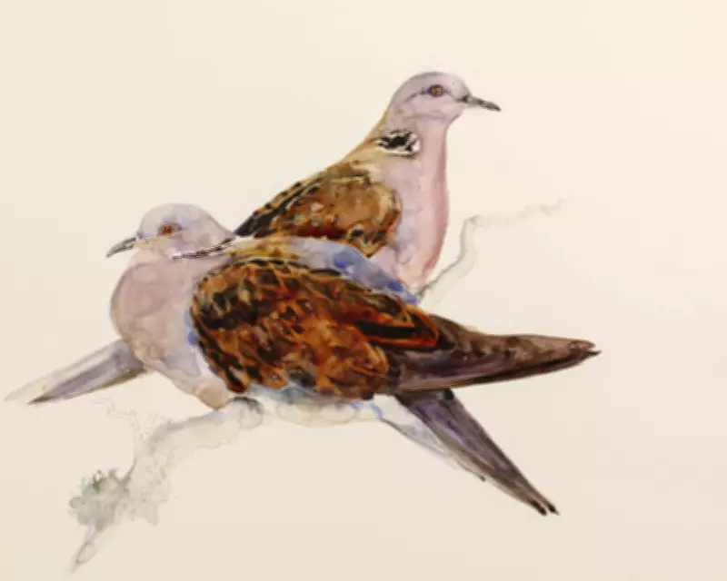 The Lost Words Duo Reunite for The Book of Birds on UK Endangered Species