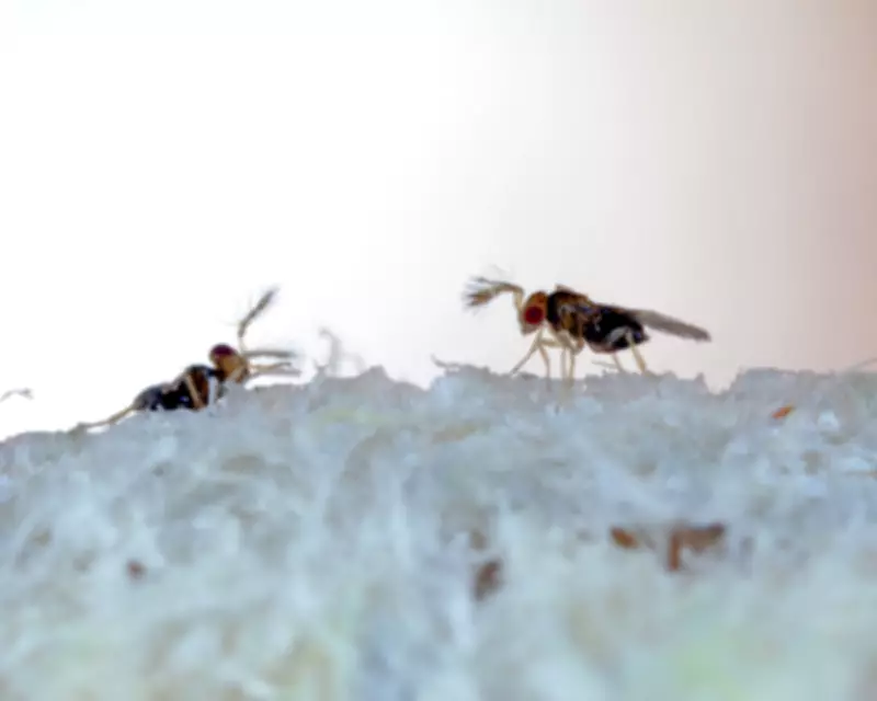 The Unseen Heroes: Parasitic Wasps and Other Beneficial Organisms
