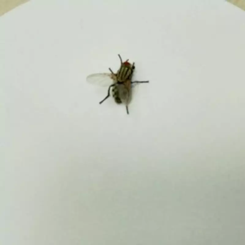 Three Overlooked Kitchen Spots That Attract Flies in Summer