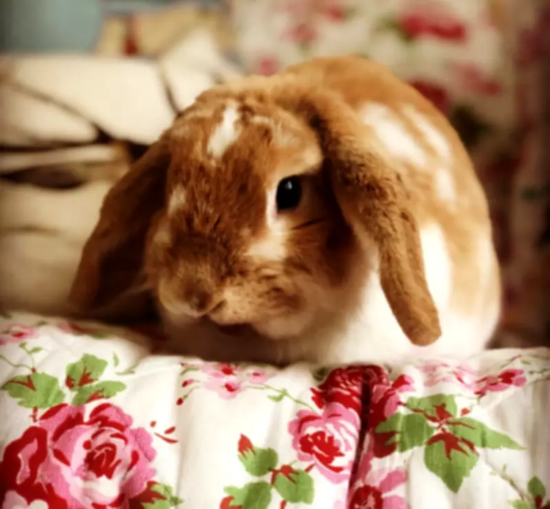 Tilly the Rabbit: How a Fluffy Menace Taught Us About Parenthood