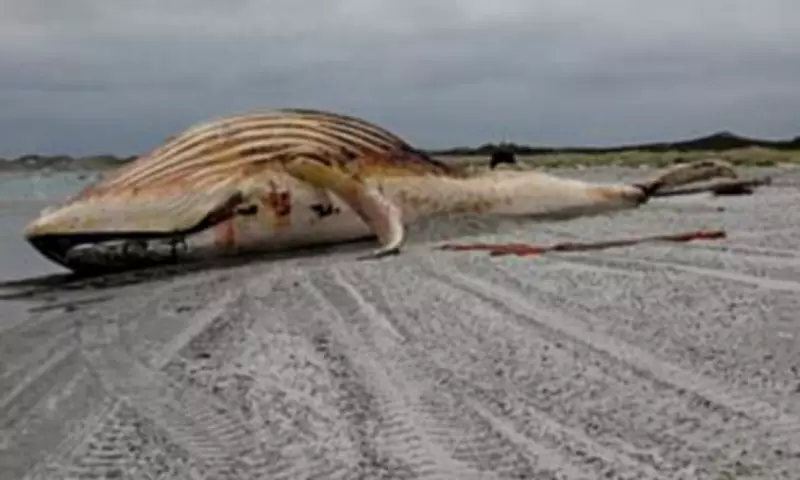Timmy the Whale Dies: Failed Baltic Rescue Ends on Danish Beach