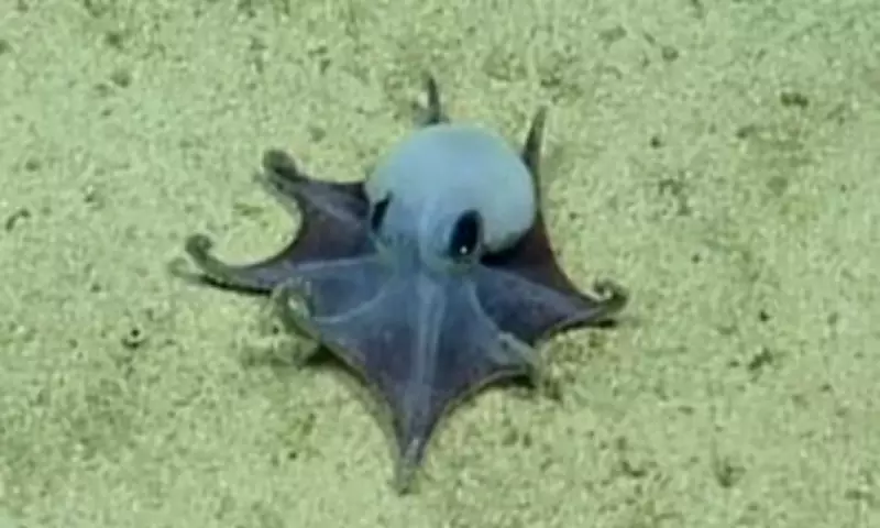 Tiny Blue Octopus Discovered in Galápagos: A New Species