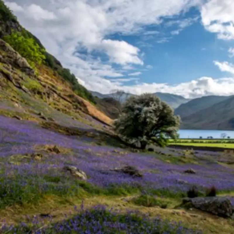 Top 5 Lake District Bluebell Woods for Stunning Spring Views