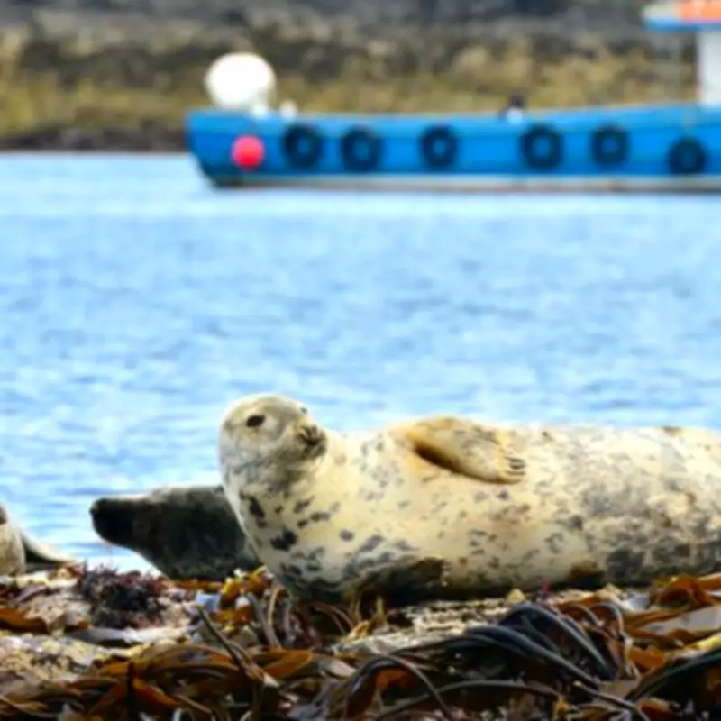 Top UK Spots for Rare Birds, Dolphins, and Grey Seals