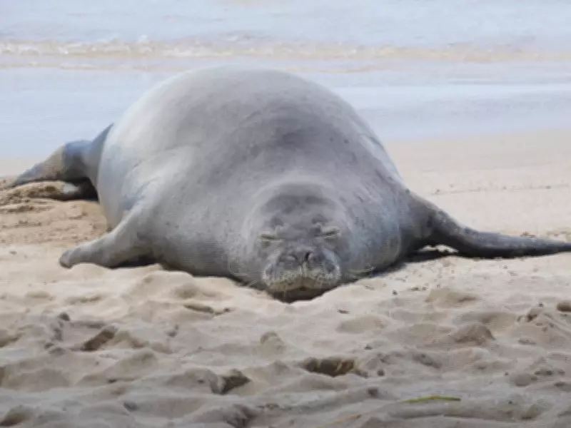 Tourist Accused of Hurling Rock at Endangered Hawaiian Monk Seal Claims He Was Protecting Turtles