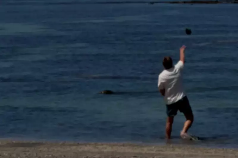 Tourist Charged for Throwing Rock at Endangered Hawaiian Monk Seal