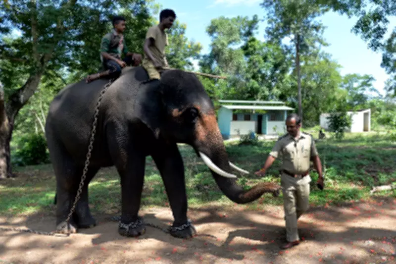 Tourist Killed by Fighting Elephants at Indian Wildlife Camp