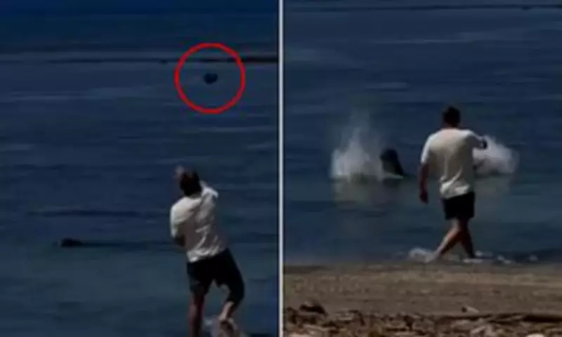 Tourist Throws Rock at Endangered Seal, Boasts 'I'm Rich'