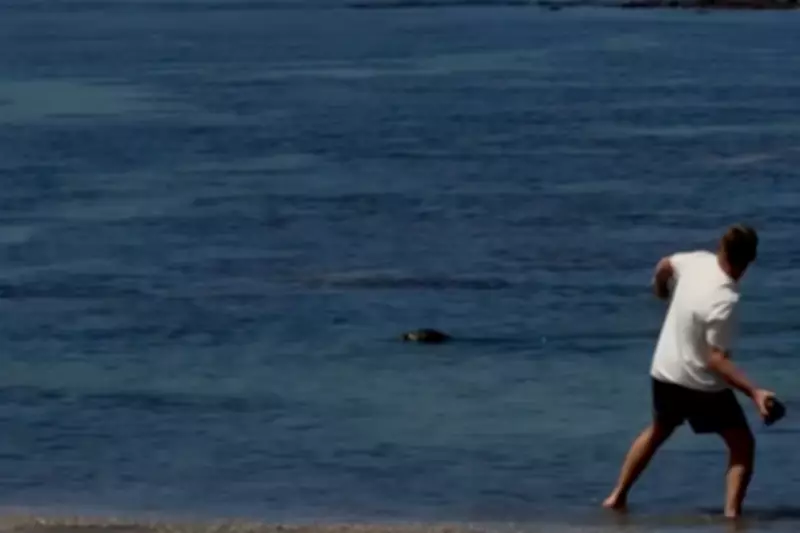 Tourist Who Threw Rock at Rare Seal Faces Backlash, Lawyer Claims