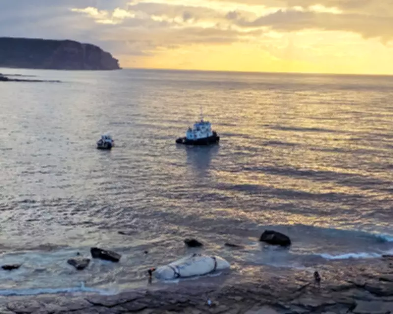 Towing of Sperm Whale Carcass Sparks Safety and Respect Concerns
