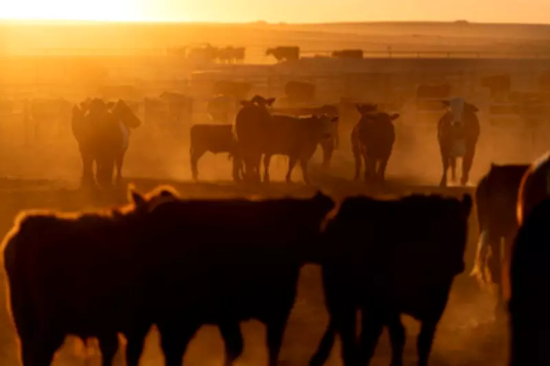 Trump Plans to Boost Beef Imports to Combat Record-High Prices