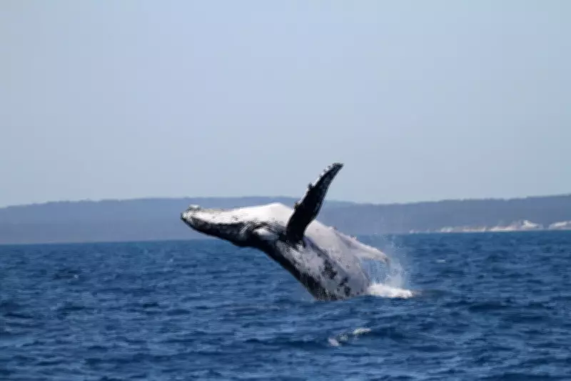 Two Humpback Whales Set Epic Migration Record from Australia to Brazil