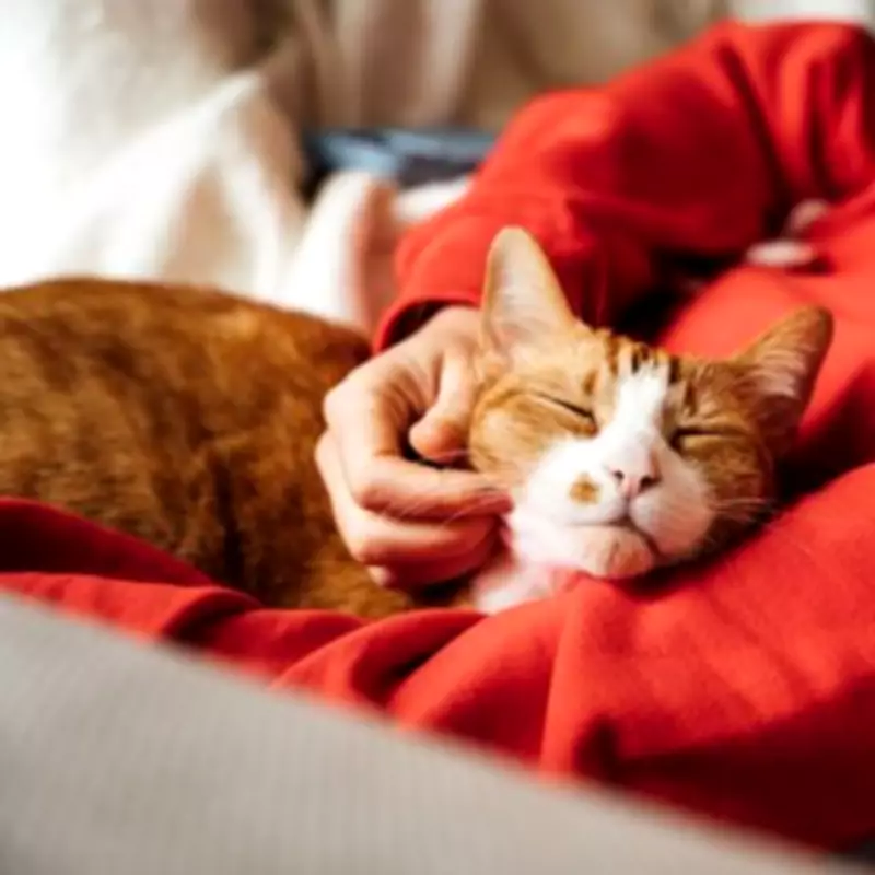UK Animal Bite Infections Hit Record High After Lockdown Pet Boom