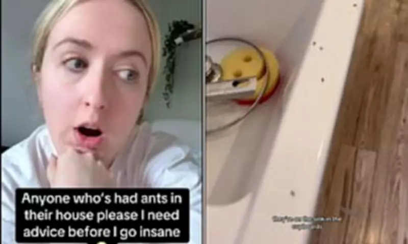 UK Ant Infestation Surge: 6 Cheap Home Remedies to Banish Them