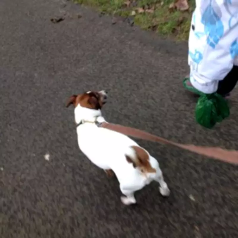 UK Councils Clarify Which Bin Dog Poo Goes In: Check Your Area