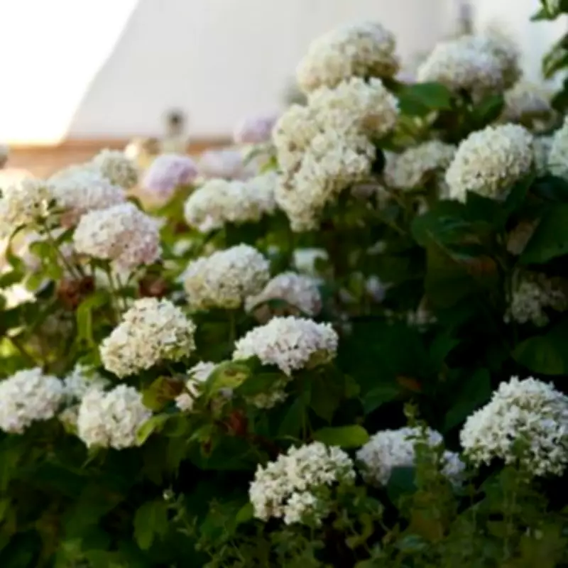 UK Gardeners Urged to Ditch Hydrangeas for 3 Colourful Alternatives