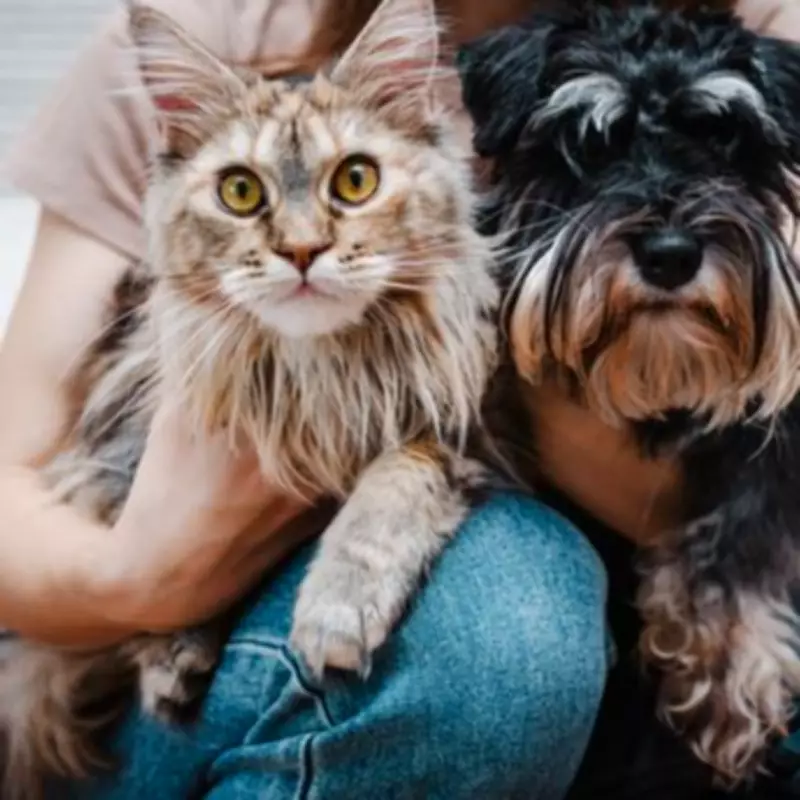 UK Government Warns Pet Owners on Flea Treatment Risks to Waterways