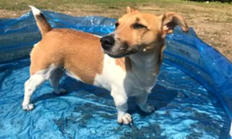 UK Heatwave: Essential Tips to Keep Pets Safe as Temperatures Hit 33°C