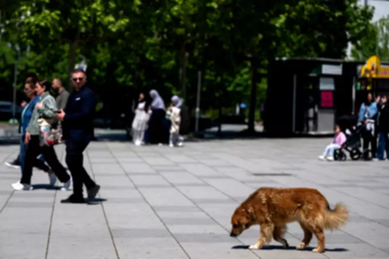 UK Heatwave: RSPCA Warns on Walking Dogs in High Temperatures