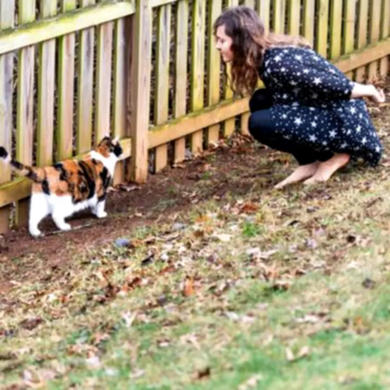 UK Laws on Finding Stray Cats and Dogs: Your Legal Rights Explained