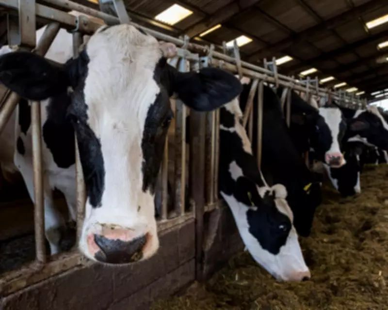 UK Sees Huge Rise in 'Battery Cow' Dairy Farms, Investigation Reveals