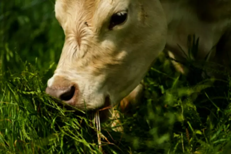 UK Tightens Waste Carrier Laws After Cow Granted Licence