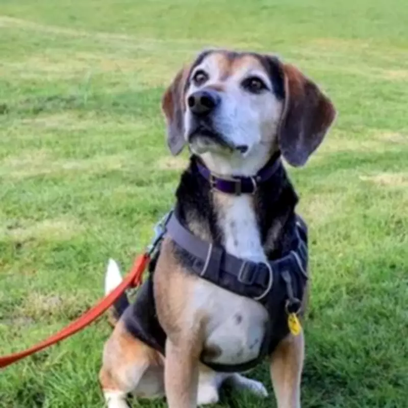 UK's Loneliest Dog Unwanted for Two Years Due to Grey Muzzle
