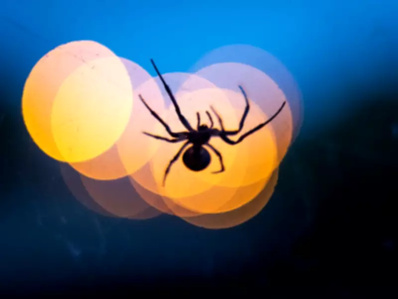 UK's Most Dangerous Spider Heading Indoors as Weather Changes