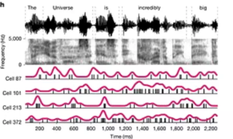 Unconscious Brain Processes Language, Study Reveals