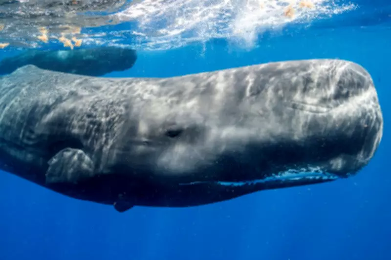 Underwater Robot Tracks Sperm Whales by Listening to Their Clicks