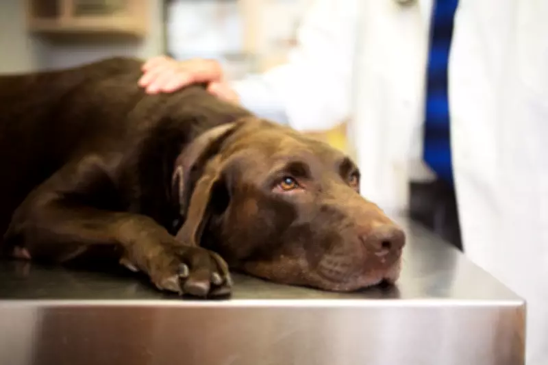 US Dog Food Recall: Albright's Raw Pet Food Over Salmonella Risk
