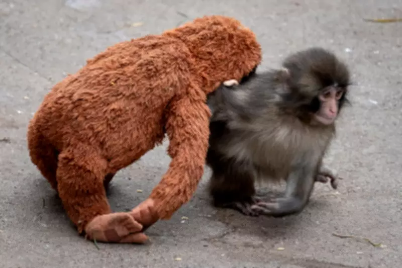US Men Arrested for Trespassing into Viral Monkey Punch's Enclosure in Japan