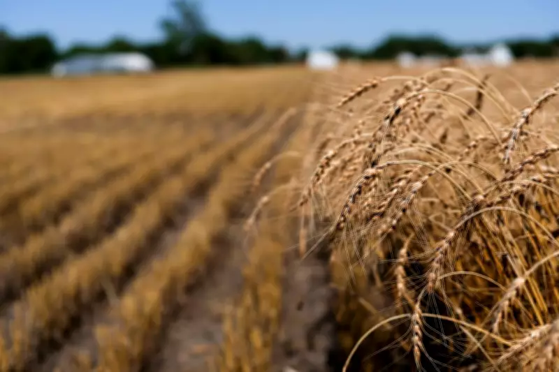 US Wheat Farmers Face Devastating Losses from Extreme Heat and Drought