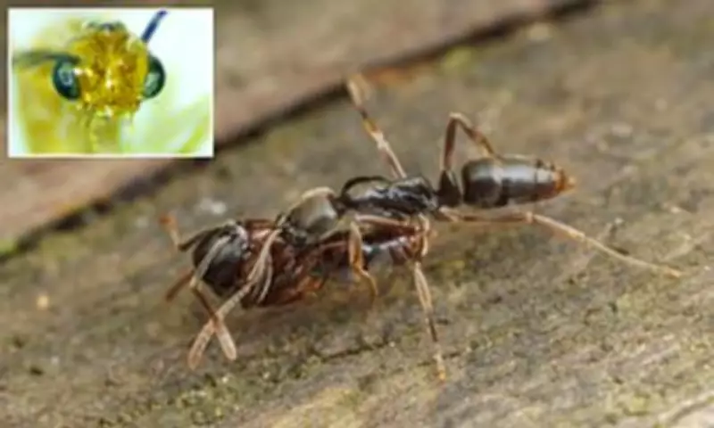 Venomous Asian Needle Ants Spread Across 20 US States, Triggering Allergy Fears