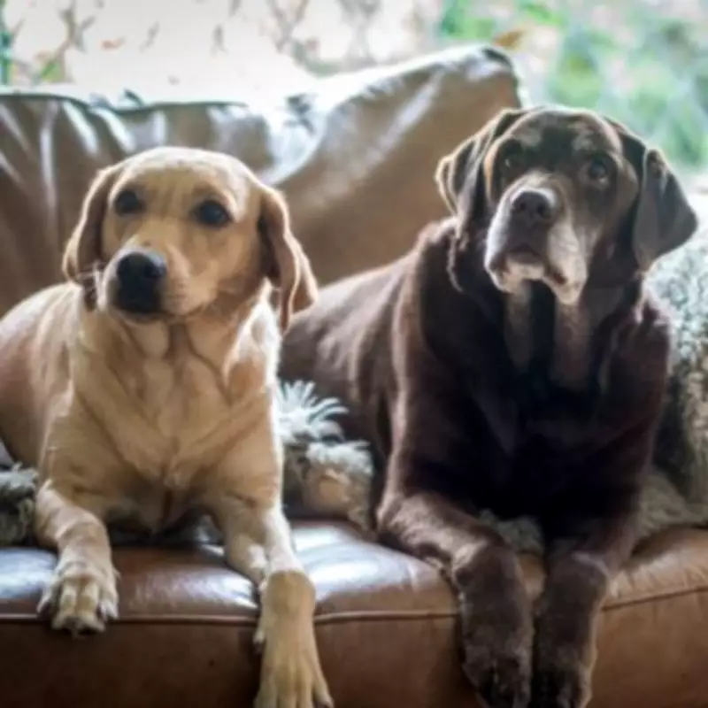 Vet explains cloudy eyes in senior dogs are normal sign of ageing gracefully