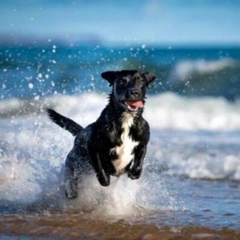 Vet Reveals 10 Healthiest Dog Breeds in the UK with Fewer Health Issues