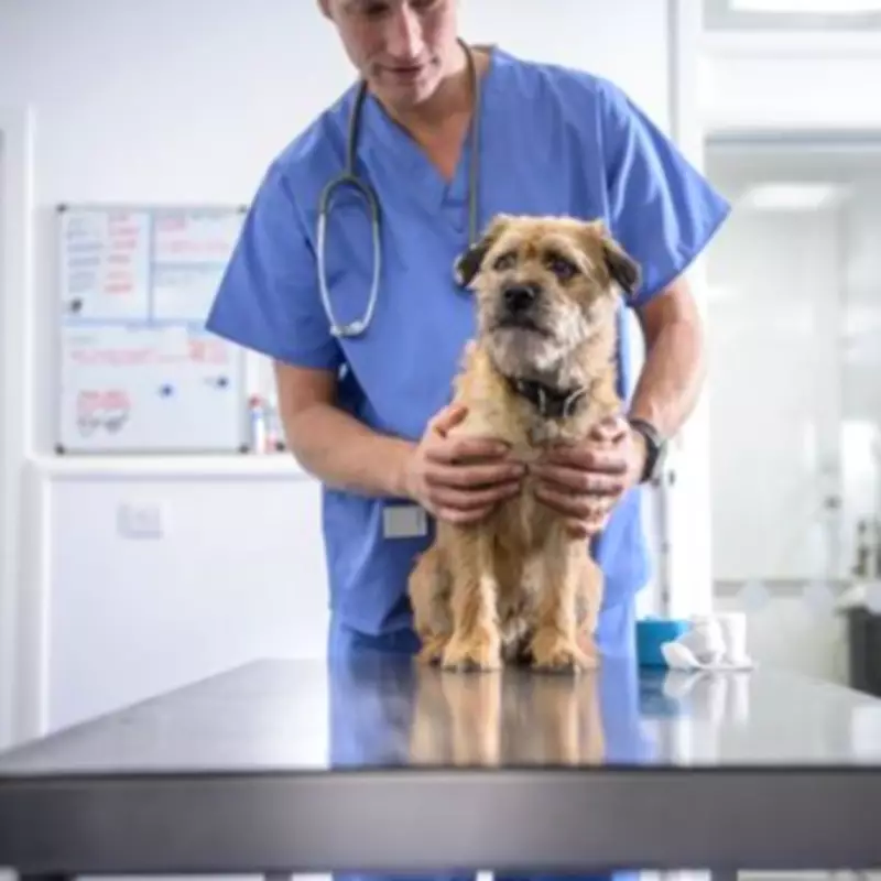Vet Reveals Heartbreaking Signs Owners Miss Before Putting Pets Down