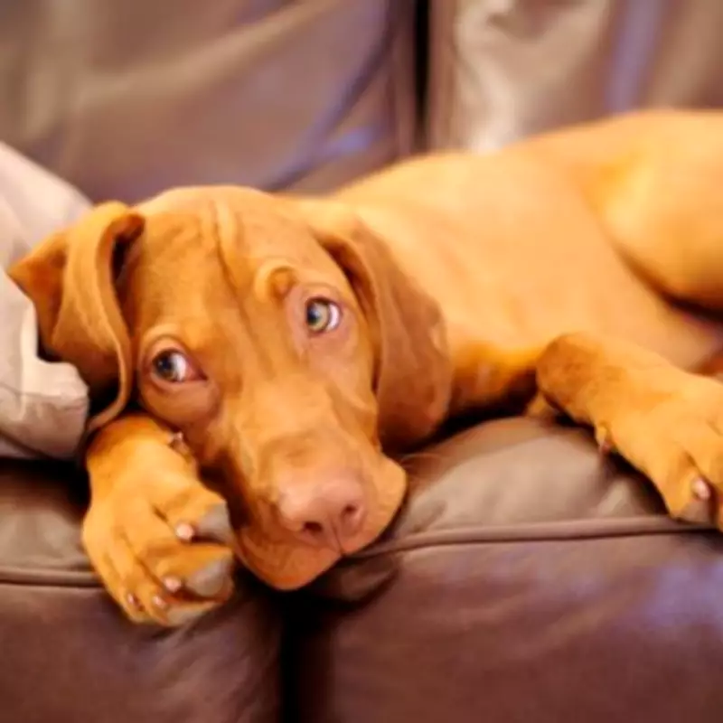 Vet Reveals Top 5 Most Overused Dog Names and Urges Creativity