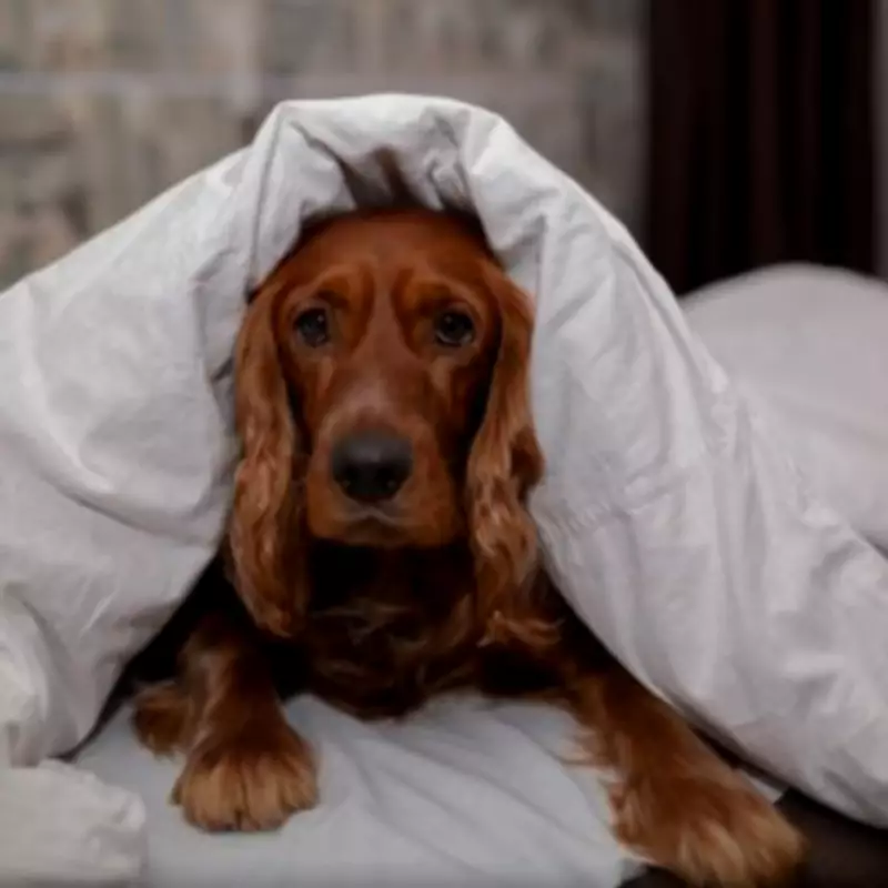 Vet Warns Against Sharing Bed with Pets Due to Health Risks