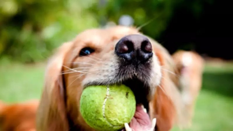 Vet Warns Dog Owners Tennis Balls Cause Irreversible Tooth Damage