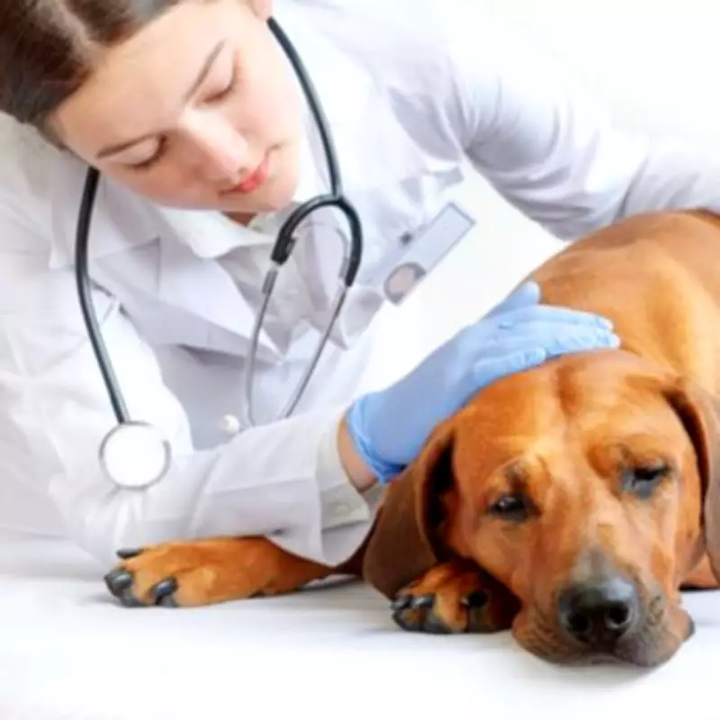 Vet Warns of Eight Fatal Symptoms as Dogs Face Summer Blue-Green Algae Danger