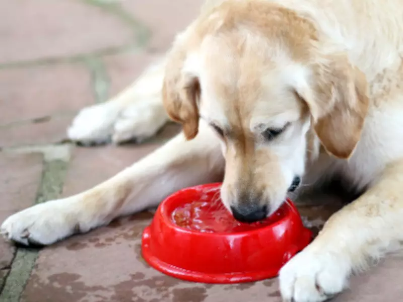 Vet Warns: Outdated Heatstroke Advice 'Killing Dogs' in UK Heatwave