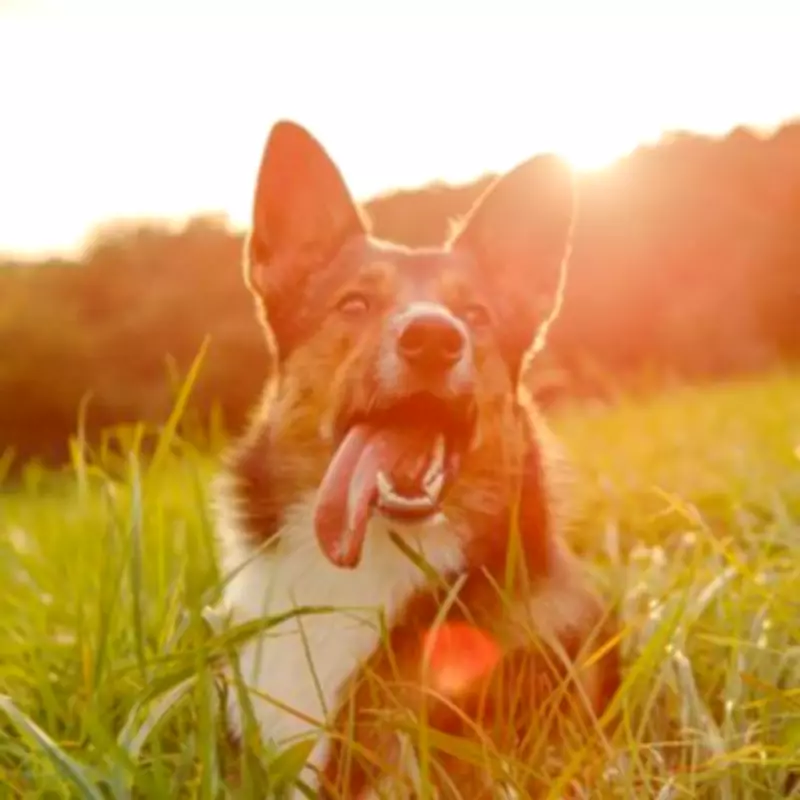 Vet Warns UK Dog Owners of Heatwave Risks Including Cancer