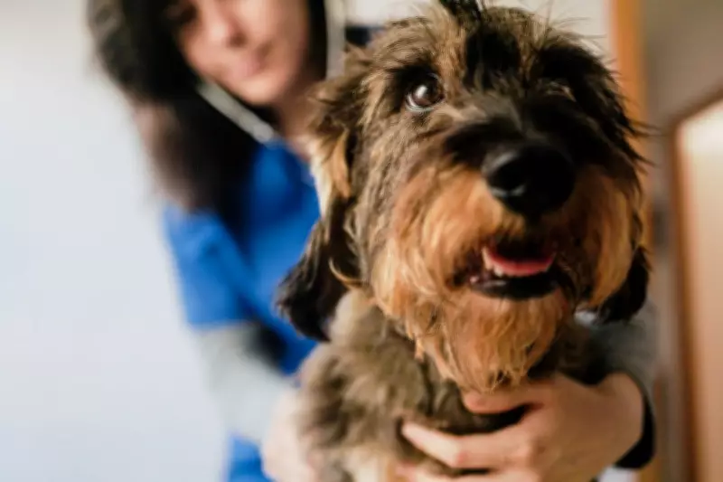 Vet Wins £12,758 After Being Forced to Work Through Lunch Breaks